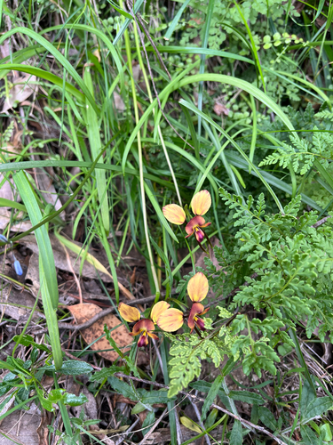 Diuris orientis (Wallflower orchid) (alternate view 8)