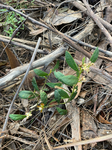 Acacia myrtifolia (Myrtle Wattle) (alternate view 10)