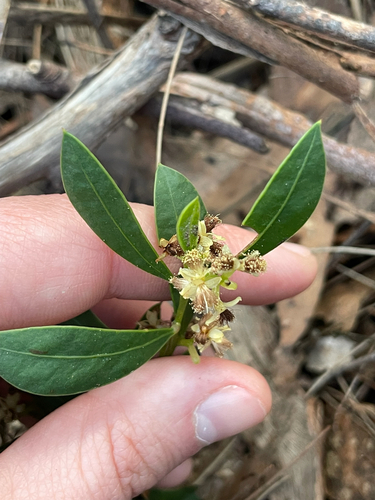 Acacia myrtifolia (Myrtle Wattle) (alternate view 9)