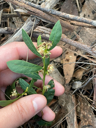 Acacia myrtifolia (Myrtle Wattle) (alternate view 8)