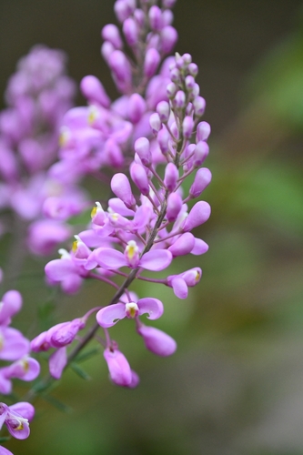 Comesperma ericinum (Pink Matchheads) (alternate view 8)