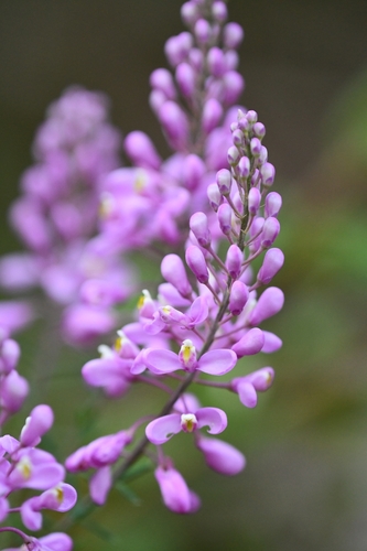 Comesperma ericinum (Pink Matchheads) (alternate view 9)