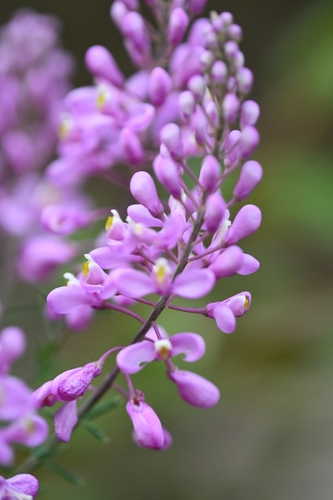 Comesperma ericinum (Pink Matchheads) (alternate view 10)