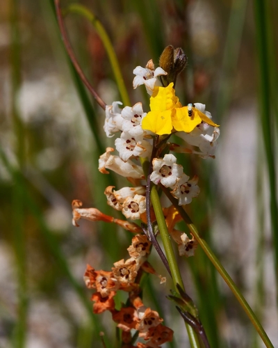Goodenia bellidifolia (Daisy-leaved Goodenia) (alternate view 9)
