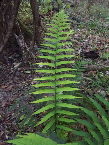 Christella dentata (Soft Fern) (alternate view 5)