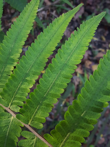Christella dentata (Soft Fern) (alternate view 4)