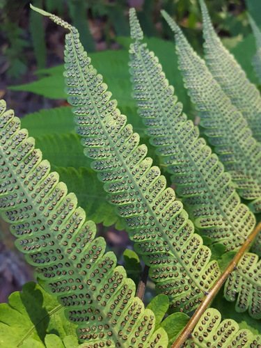 Christella dentata (Soft Fern) (alternate view 3)