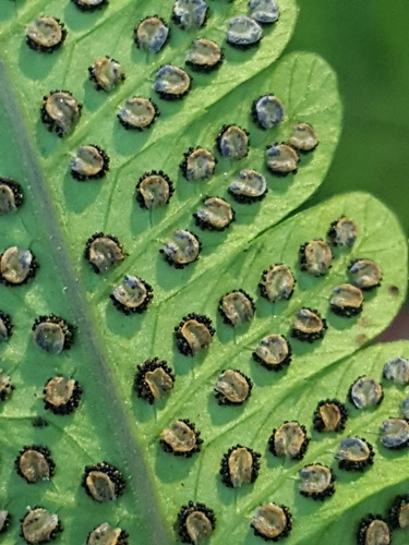 Christella dentata (Soft Fern)