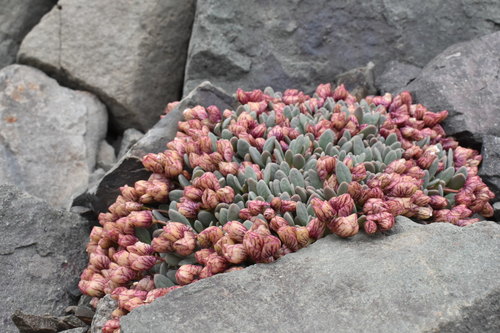 Cistanthe (pussy paws)