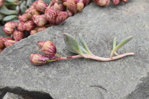 Cistanthe (pussy paws) (alternate view 2)