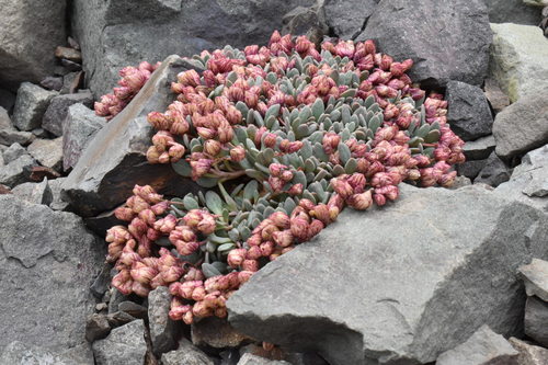 Cistanthe (pussy paws) (alternate view 3)
