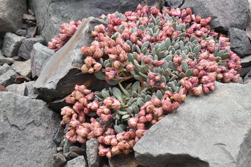 Cistanthe (pussy paws) (alternate view 5)
