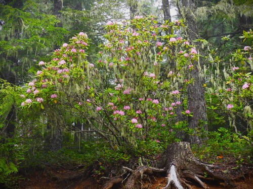 Rhododendron macrophyllum (Pacific Rhododendron) (alternate view 3)