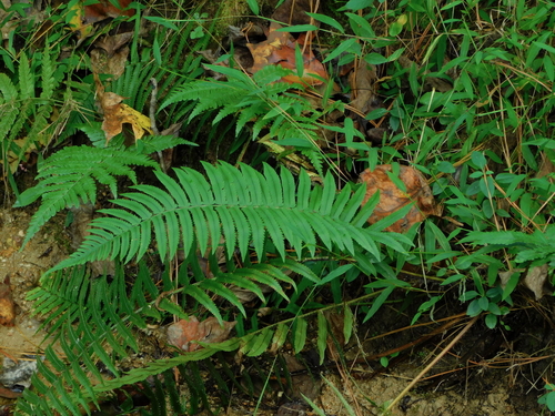 Dryopteris cycadina (Shaggy Wood Fern)