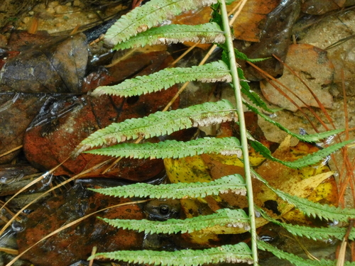 Dryopteris cycadina (Shaggy Wood Fern) (alternate view 3)