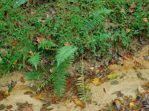Dryopteris cycadina (Shaggy Wood Fern) (alternate view 4)