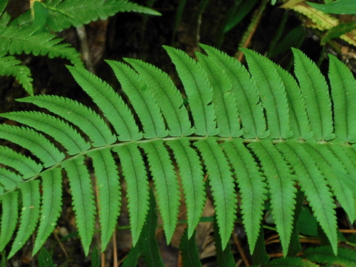 Dryopteris cycadina (Shaggy Wood Fern) (alternate view 2)