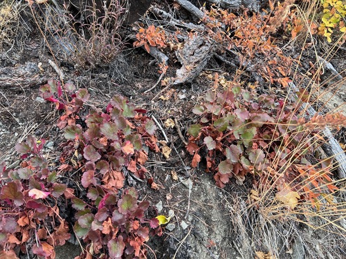 Heuchera cylindrica (Round-Leaf Alumroot) (alternate view 5)