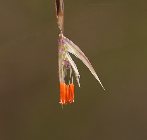 Rytidosperma pallidum (red-anther wallaby grass) (alternate view 4)