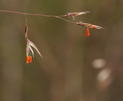 Rytidosperma pallidum (red-anther wallaby grass) (alternate view 5)