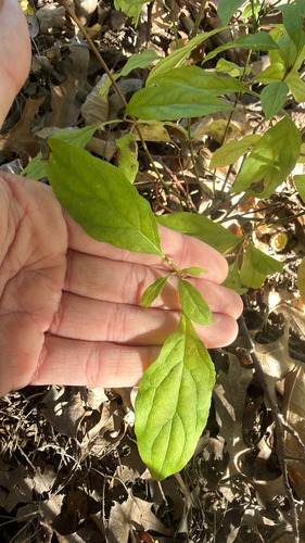 Cornus racemosa (Grey Twig Dogwood) (alternate view 5)