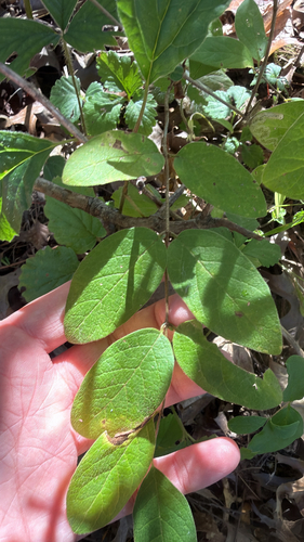 Lonicera morrowii (Morrow's honeysuckle)
