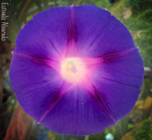 Ipomoea purpurea (common morning-glory)