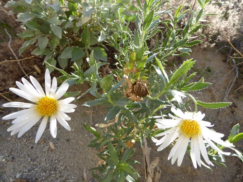 Xylorhiza orcuttii (Orcutt's Woodyaster)