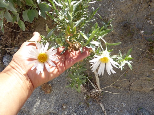 Xylorhiza orcuttii (Orcutt's Woodyaster) (alternate view 2)