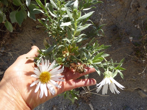 Xylorhiza orcuttii (Orcutt's Woodyaster) (alternate view 4)