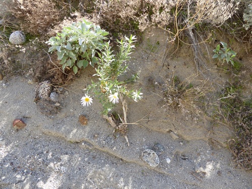 Xylorhiza orcuttii (Orcutt's Woodyaster) (alternate view 5)