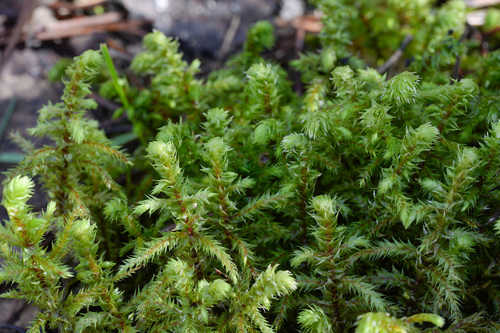 Hylocomiadelphus triquetrus (rough goose neck moss)