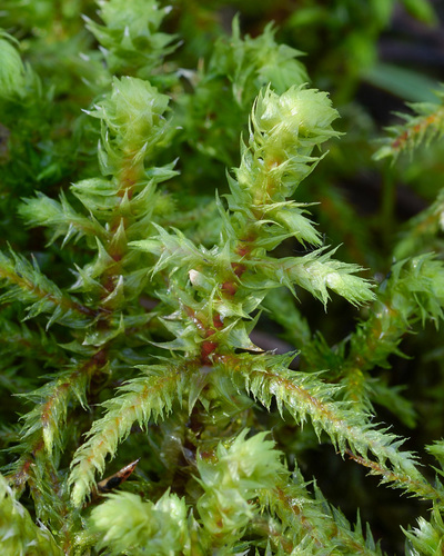 Hylocomiadelphus triquetrus (rough goose neck moss)