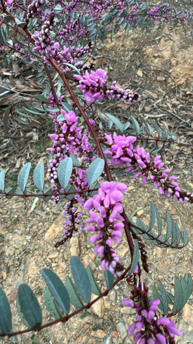 Indigofera australis (Australian Indigo) (alternate view 8)