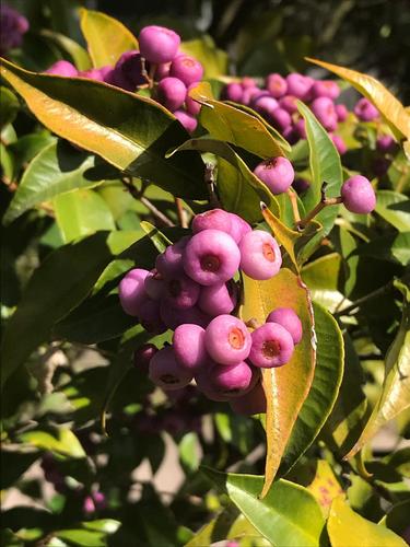 Syzygium oleosum (Blue Lilly Pilly)