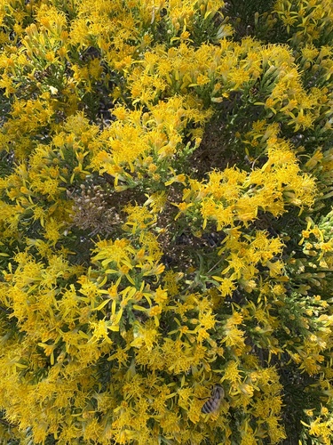 Gutierrezia sarothrae (Broom Snakeweed) (alternate view 9)
