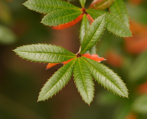 Berberis julianae (Wintergreen barberry) (alternate view 8)