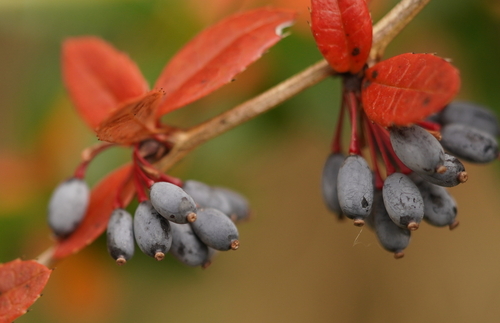 Berberis julianae (Wintergreen barberry) (alternate view 7)