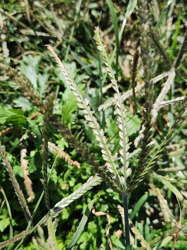 Eleusine indica (Goose Grass) (alternate view 3)