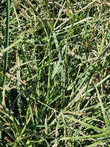Eleusine indica (Goose Grass) (alternate view 4)
