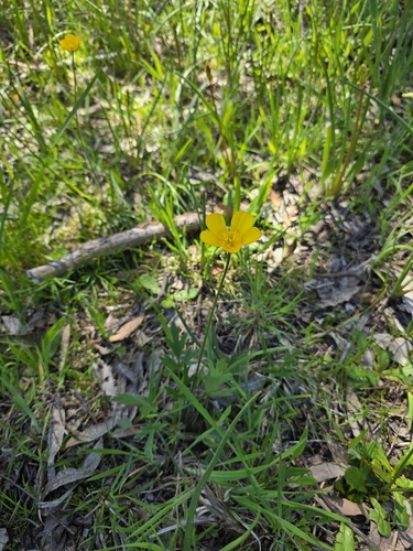 Ranunculus lappaceus (Australian Buttercup) (alternate view 5)