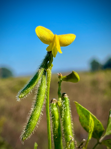 Vigna luteola (Wild Cowpea)