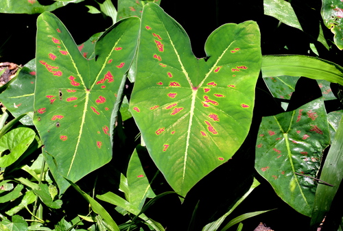 Caladium bicolor (Caladium)
