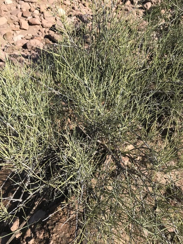 Ephedra viridis (Green Ephedra) (alternate view 8)