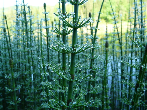 Equisetum fluviatile (water horsetail)