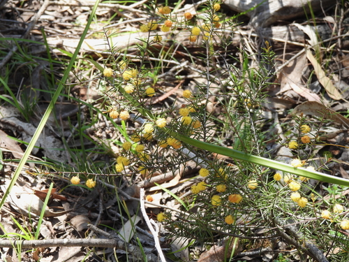 Acacia brownii (heath wattle)