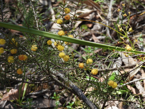 Acacia brownii (heath wattle) (alternate view 4)