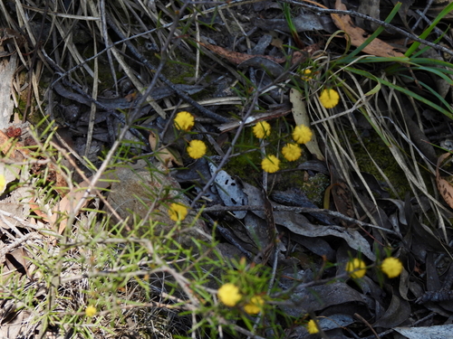 Acacia brownii (heath wattle) (alternate view 5)