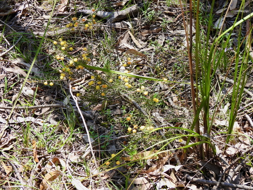 Acacia brownii (heath wattle) (alternate view 2)