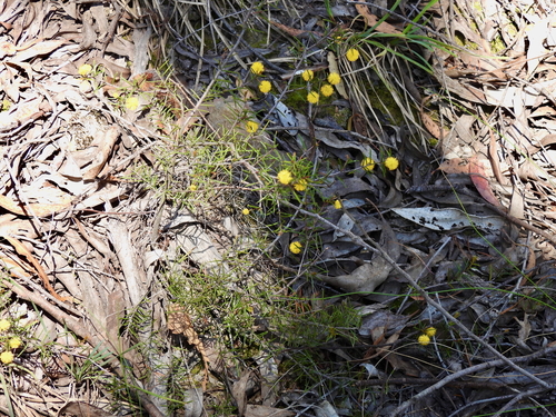 Acacia brownii (heath wattle) (alternate view 3)